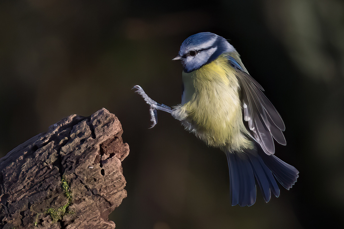 Blue Tit Landing (c) Iain Houghton